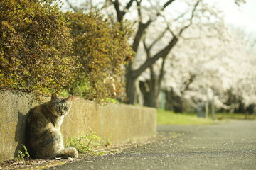 桜咲く滋賀・長浜の豊公園に住む猫
