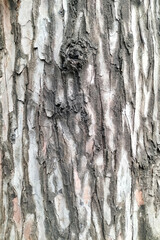Bark of a Tree For Photoshop Background