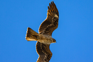 青空を飛翔するミサゴ