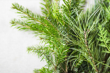 Different fresh christmas tree branches isolated on white. Pine, fir and conifer tree green twigs for making Xmas decor.