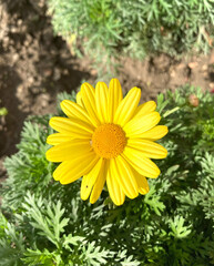 Close-up of Yellow Marguerite Daisy Flower Blooming in the Garden