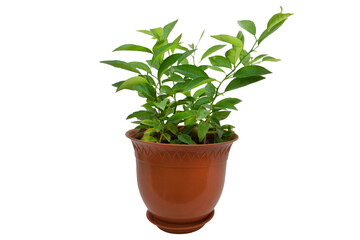 A Group of Orange Tree Seedlings Thriving Together in a Pot isolated on white background