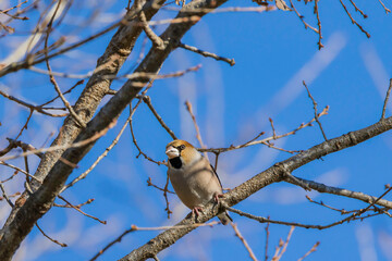 木の枝に止まるシメ