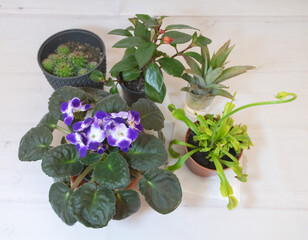 A group of plants together on a white background like african violet, goldfish plant, carnivore plant and cacti