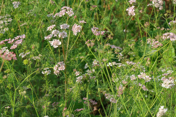 The coriander flower