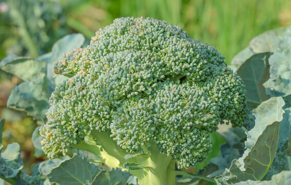 Close Up Of Broccoli in the farm
