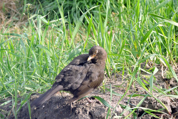 A female blackbird preening its feathers and sitting on the ground, sunny day
