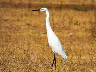 White Bagula Bird 