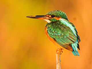 kingfisher on the branch