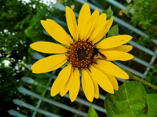 Bee on a Beautiful Sun flower 