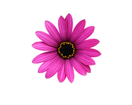 Picture Of Purple Daisy On White Background