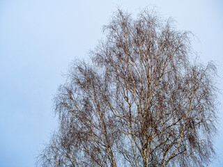 Bare birch branches against the blue sky