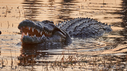 Krokodil in der Abenddämmerung - Crocodile in the evening twilight
