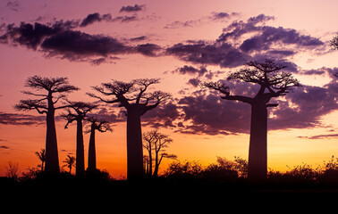 Silhouettes of baobabs at sunset