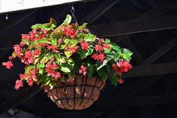 Hanging Basket of Flowers