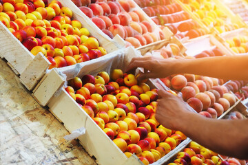 Fruit trade in bazaar. Seller puts peaches and apricots in wooden boxes on display case. Market on street. Fresh harvest..