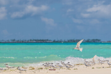Fototapeta na wymiar Sea birds fly on the beaches with white sandy beaches and clear blue water and blue sky