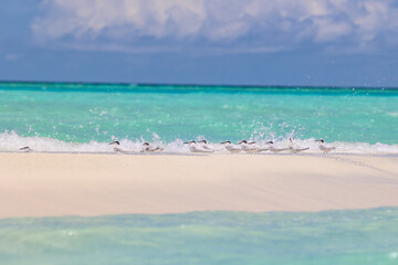 Sea birds fly on the beaches with white sandy beaches and clear blue water and blue sky