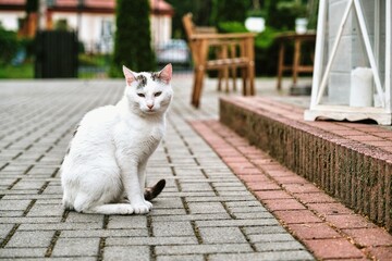 biały kot © Dariusz