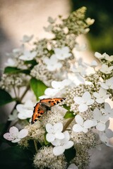 motyl na białym kwiatku © Dariusz