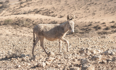 small, perky, and pregnant donkey wandering loose in the Negev Desert near Sde Boker in Israel almost blends into the beige rocky background