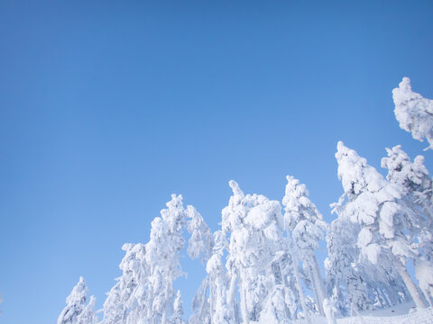 Trees covered with white snow and light blue sky copy space © Pikke