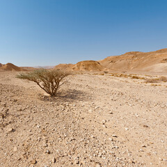 Life in a lifeless desert