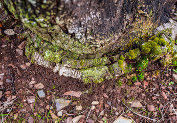 Old mossy layers of cork oak trunk