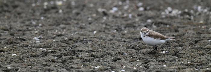 Kentish plover // Seeregenpfeifer (Charadrius alexandrinus)