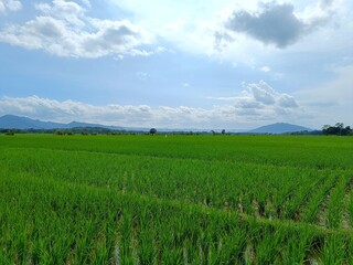 Fototapeta premium beautiful rice field landscape in Indonesia