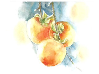 Persimmons on branch on blue background watercolor illustration