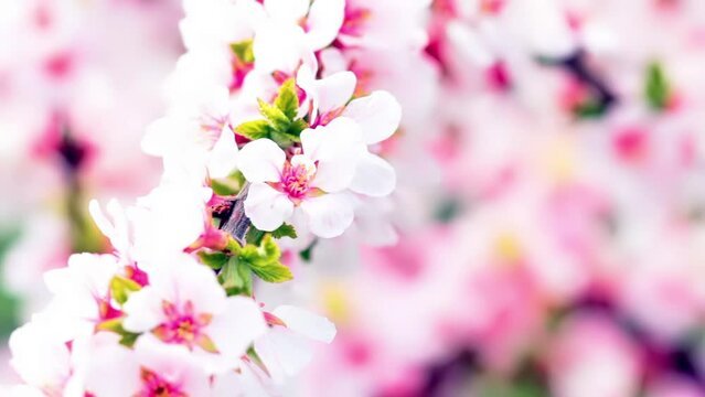 pink cherry flowers blooming in springtime