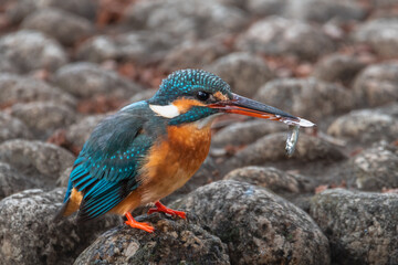 東京都／杉並／善福寺公園／カワセミ