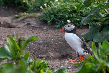 Atlantic puffin sitting amongst the green grass on Inner Farne. Part of the Farne Islands nature reserve off the coast of Northumberland, UK