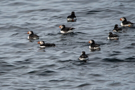 A group of Atlantic puffins swimming in the sea at the Farne Islands in Northumberland, UK