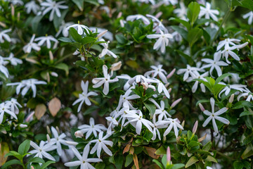 Jasmine, or Jasminum officinale vine with white flowers in the spring garden. Catalonia, Spain