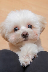 Maltese dog devoted friend looks into the eyes of the owner