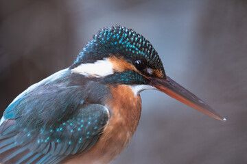 東京都／杉並／善福寺公園／カワセミ