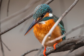 東京都／杉並／善福寺公園／カワセミ