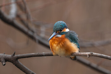 Obraz premium 東京都／杉並／善福寺公園／カワセミ