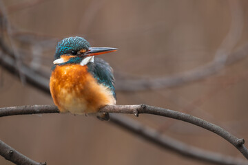 東京都／杉並／善福寺公園／カワセミ
