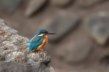 東京都／杉並／善福寺公園／カワセミ