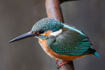 東京都／杉並／善福寺公園／カワセミ