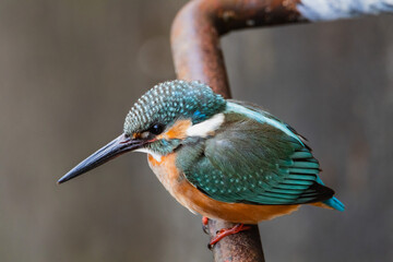 東京都／杉並／善福寺公園／カワセミ