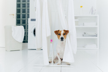 Jack russell terrier dog poses between white towels hanging on clothes dryer in washing room. Washer and laundry basket in background.