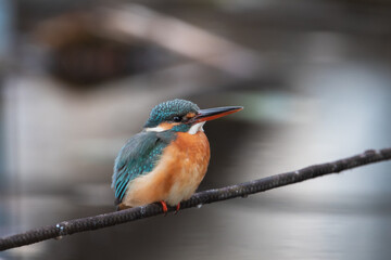 東京都／杉並／善福寺公園／カワセミ