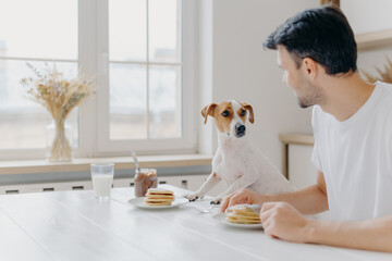 Horizontal shot of man and dog eat together, pose at kitchen table against big windoww, look at...