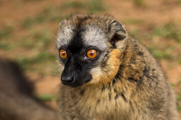 Red Lemur - Eulemur rufus, Tsingy de Behamara, Madagascar, Cute primate from Madagascar dry forest.