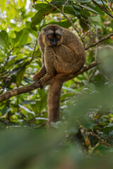 Red Lemur - Eulemur rufus, Tsingy de Behamara, Madagascar, Cute primate from Madagascar dry forest.