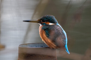 東京都／杉並／善福寺公園／カワセミ